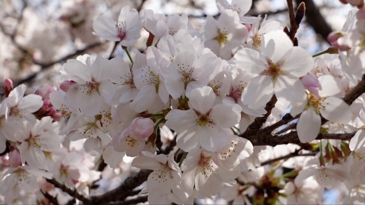 「船橋市桜スポットへ！今年はここでお花見しない？」