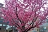 御池通の桜