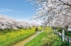 豊田川