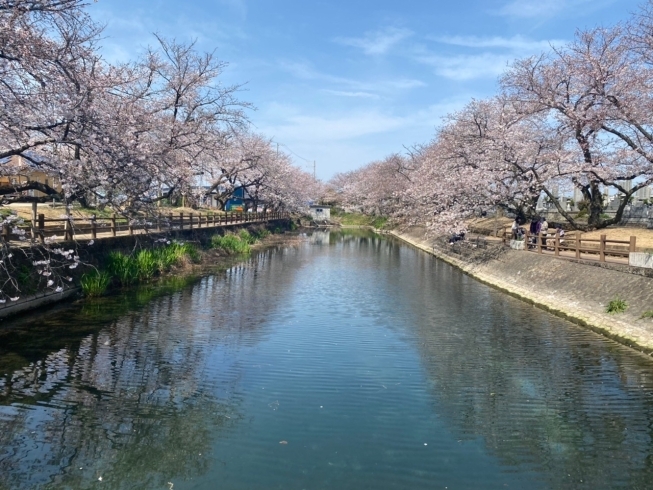 「西条市石田のひょうたん池の桜がきれいです！【2021年3月26日】」
