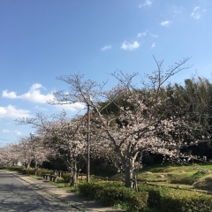 ■桜特集■日進市　日進駅北交差点付近