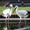 鴻巣市合併20周年記念 「コウノトリ」を鴻巣市の鳥に制定【埼玉県鴻巣市】