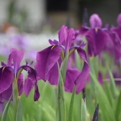 【長井市】あやめ公園