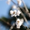 中原公園(新狭山)のサクラも満開♪