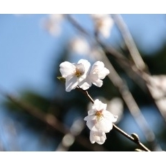 中原公園(新狭山)のサクラも満開♪