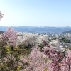 春を満喫! 桜が楽しめるスポットまとめ