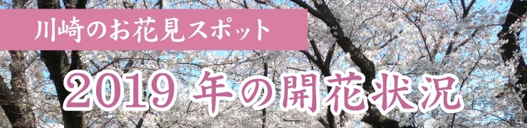 速報！　川崎市の2019年開花状況【最新版】