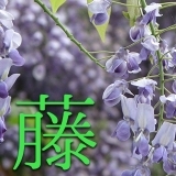 岐阜の藤の花情報