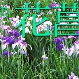 岐阜の花菖蒲（はなしょうぶ）情報