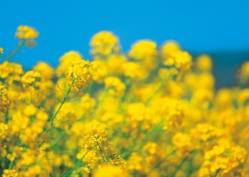 いちご狩りされた方限定、菜花摘みサービス。（2月より）「近藤いちご園」