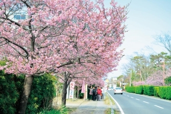 歩道を桜が包み込む☆