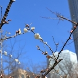 第140回　春を待つ新宿中央公園に行ってみよう
