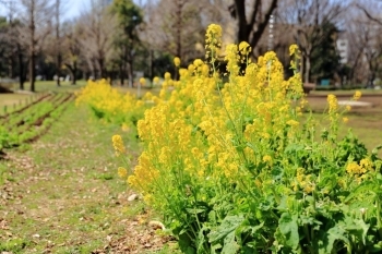 芝生広場 菜の花畑