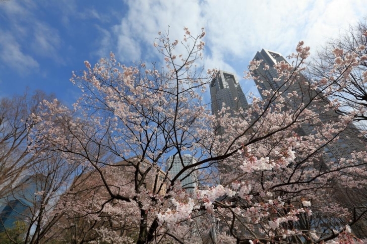 3月中旬過ぎに開花する 高遠小彼岸桜(タカトウコヒガンザクラ)