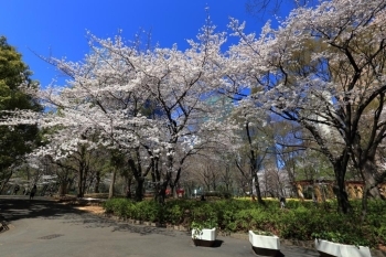 3月末～4月上旬 染井吉野桜(ソメイヨシノザクラ)が見ごろ