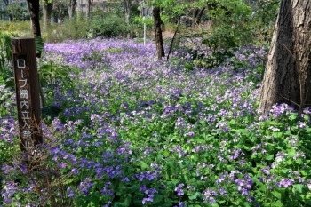 花大根　ちびっこ広場付近