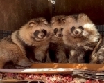 おびひろ動物園 夏期開園