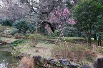池の周囲にピンク色の梅も