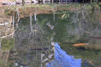 池を悠然と泳ぐ錦鯉
