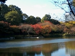 池の反対側から見た紅葉林です。