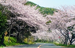 CHECK！<br>公園までの道は見事な桜のトンネル