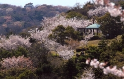 CHECK！<br>眉山中腹にある公園なので自然を満喫できる