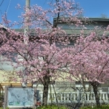 2016年　桜特集　街で見かけた河津桜