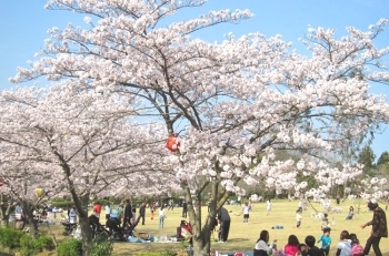 芝生広場