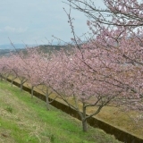 2016年　桜特集　かんなみの桜（柿沢川沿い）　【田方郡函南町】