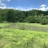今週はとうもろこしの生育状況のお知らせが1日遅れます。