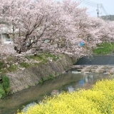 尾道市街地　お花見情報