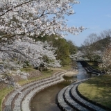 やまなみ街道　お花見情報