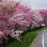 喜多方エリア　桜