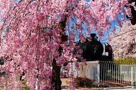 日中線記念自転車歩行者道しだれ桜・・・喜多方市押切　<br>花言葉◆優美