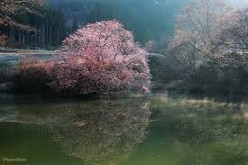 沼ノ平の鏡桜・・・喜多方市山都町<br>満開の期間はたったの1～2日！！<br>花言葉◆あなたに微笑む・淡白・美麗