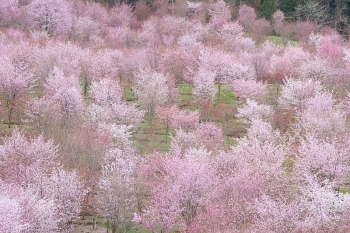 桜峠のさくら・・・耶麻郡北塩原村<br>～濃紅色に染まる2001本のオオヤマザクラ～<br>花言葉◆あなたに微笑む・淡白・美麗