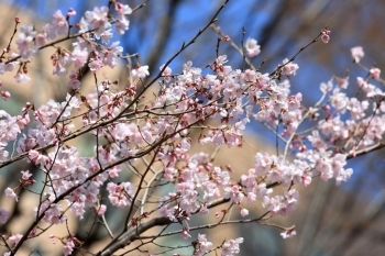 高遠小彼岸桜　小ぶりのピンク色の花