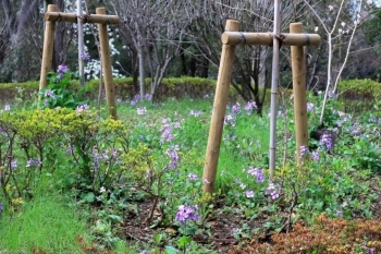 ダイコンの花　4月には一面紫色の花で覆われる。