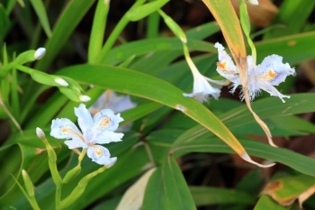 シャガの花　区民の森で白い花の群生を見ることができる。