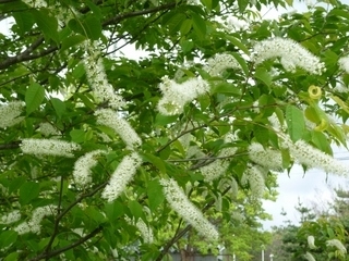 花の散歩道　ウワミズザクラ・・喜多方市熱塩加納町<br>開花時期：5月中旬<br>花言葉◆持続する愛情