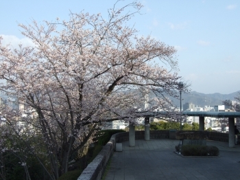 一本一本がとても立派な桜たちです。