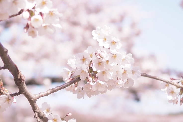 暖かくなり桜も咲いてきましたね🌸✨「ゴールデンウイークの診療のご案内　【石狩市】 【動物病院】」