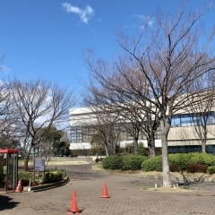 新小岩・奥戸周辺の人気お花見スポット(桜名所)