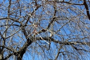 残念！ほとんどの桜の木がまだまだツボミ・・