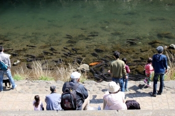 上岩崎公園名物たくさんの鯉！