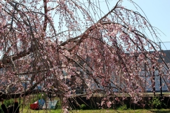 かろうじて一本だけ咲いていた枝垂れ桜！