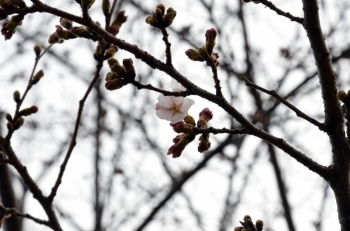 咲き始めた桜の木もあります。