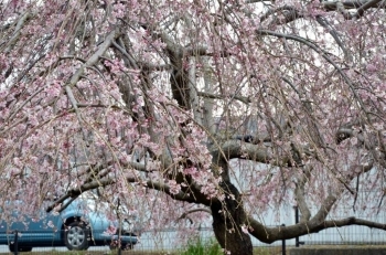 公園上部の枝垂れ桜は満開でした。