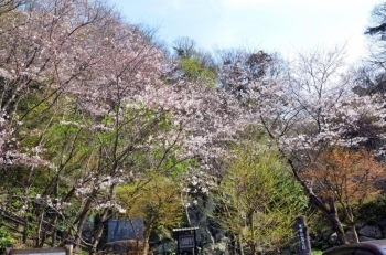 登山入口の桜も咲き揃ってきました。