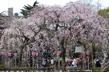 ３分咲きの枝垂れ桜もあります。